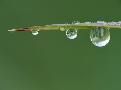Dew_Drops_on_a_Blade_of_Grass_display.jpg