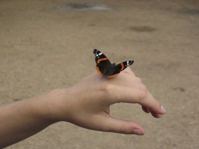 schmetterling-auf-der-hand-8df05212-f18d-4e0b-9c4d-fcc27414aca2.jpg