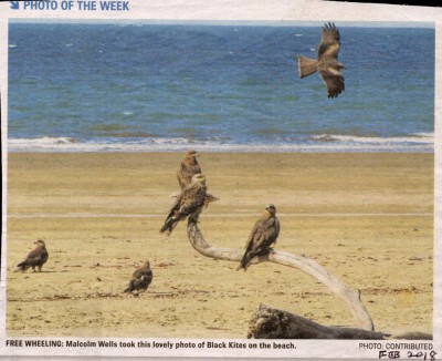 black kites on local beach.jpg