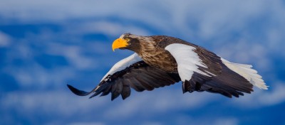 Russian sea eagle.jpg