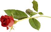 SmallRedRose.JPG