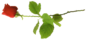 rose53.gif